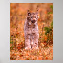 Suche nach jagd poster Wald