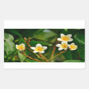 Suche nach frangipani aufkleber Tropisch