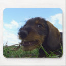 Suche nach boshaft Hund