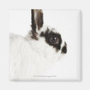 Recherche de oreilles de lapin magnets Animaux