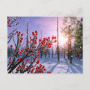 Suche nach stechpalme postkarten Schnee