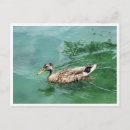 Recherche de canard photographie Photographie de la nature