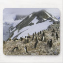 Suche nach kolonie mousepads Pinguin