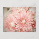 Suche nach chrysantheme postkarten Mama