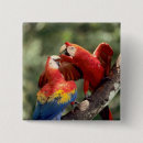 Recherche de ara badges Oiseau