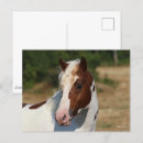 Suche nach haflinger postkarten Bob langrish