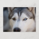 Suche nach malamute postkarten Hund