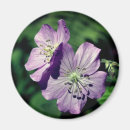 Suche nach lavendel magnete Blume