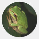 Suche nach grüner frosch aufkleber Baum