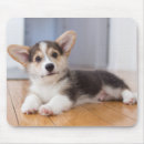Recherche de corgi pembroke tapis souris Chiot