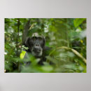 Suche nach schimpansen poster Wild lebende tiere