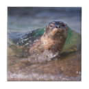 Suche nach la jolla untersetzer Grenze danita