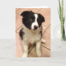 Suche nach border collies karten Niedlich
