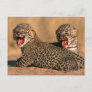 Recherche de chat léopard cartes postales Carnivore