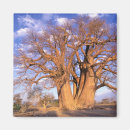 Suche nach baobab magnete Adansonia digitata