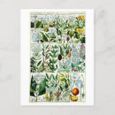 Suche nach vintage florals postkarten Botanisch