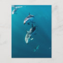 Suche nach niedlicher delphin postkarten Strand