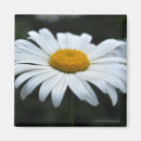 Recherche de pollen magnets Floral