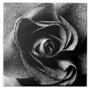Suche nach schwarze rose fliesen Natur