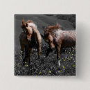 Recherche de étalon badges Chevaux