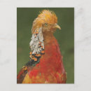 Suche nach goldener fasan poster Wild