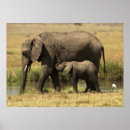 Suche nach afrikanische vögel poster Kalb