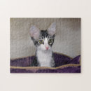 Recherche de chat rayé gris Blanc