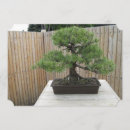 Recherche de bonsaïs cartes postales Japonais