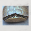 Suche nach schildkröte foto postkarten Grün