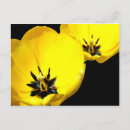 Recherche de tulipe jaune cartes postales Floral