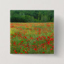 Suche nach rote mohnblume buttons Feld