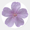 Recherche de geranium autocollants Violet