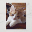 Recherche de meow cartes postales Animal