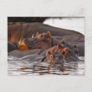 Suche nach flusspferd postkarten Hippopotamus amphibius