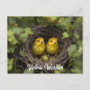 Recherche de poussin jaune cartes postales Oiseau