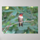 Recherche de rouge gorge posters Oiseaux