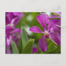 Recherche de cindy cartes postales Attraction