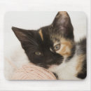 Recherche de ficelles tapis souris Plan rapproché