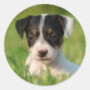 Suche nach jrt aufkleber Hund