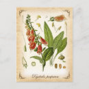 Suche nach digitalis poster Pflanze