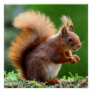 Suche nach nuss poster Eichhörnchen