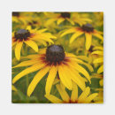 Suche nach susan magnete Blume
