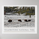 Suche nach yellowstone poster Bison