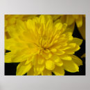 Recherche de chrysanthème art Floral