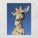 Suche nach camelopardalis postkarten Wildnis