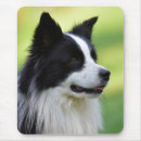 Recherche de chien border collie tapis souris Chiens