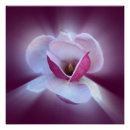 Suche nach rosa magnolie poster Grün