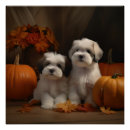 Recherche de tzu posters Chiot