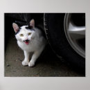 Suche nach black cat poster Pet