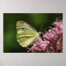 Recherche de entomologie posters Bogue